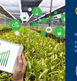 Colaborar na gestão operacional da empresa agropecuária