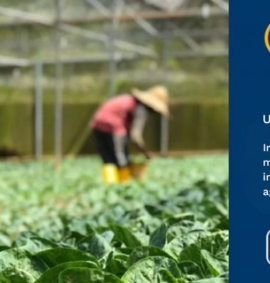 Implementar e monitorizar a instalação de culturas agrícolas